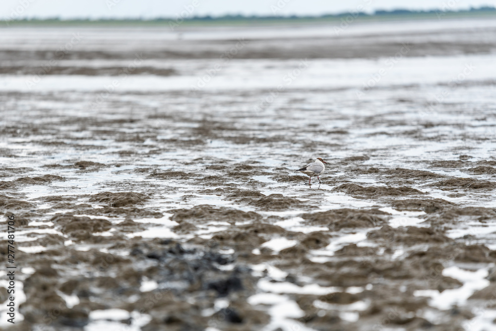 Verschiedene Objekte bei Ebbe auf dem Strand Verschiedene Objekte bei Ebbe auf dem Strand