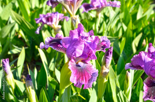 Background of flowers- iris in summer
