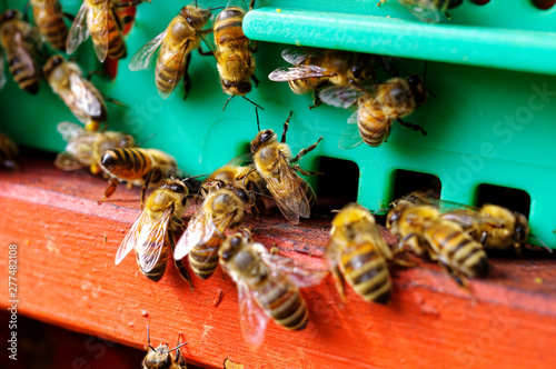 Bienenstöcke eines Imkers bei der Pflege der Bienen mit Waben und Honigbienen