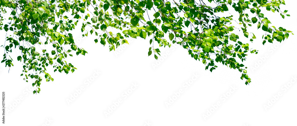 Birch twigs with the young lush green leaves hang down isolated on white. Natural birch background located on top of the picture. Birch twigs with the young lush green leaves hang down isolated on white. Natural birch background located on top of the picture.