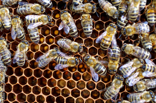 Bienenstöcke eines Imkers bei der Pflege der Bienen mit Waben und Honigbienen photo