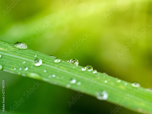 Rain drops of water on the grass with sunlight, Dew Drops on the green leaves at rainy season. Summer natural background.