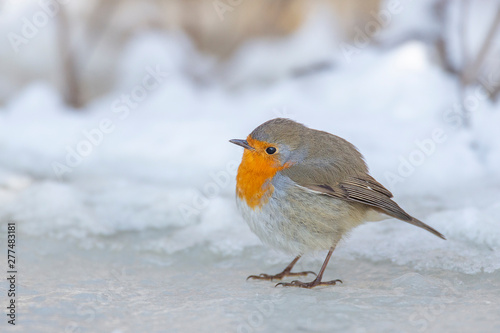 European robin sitting on ice during winter. © Adi