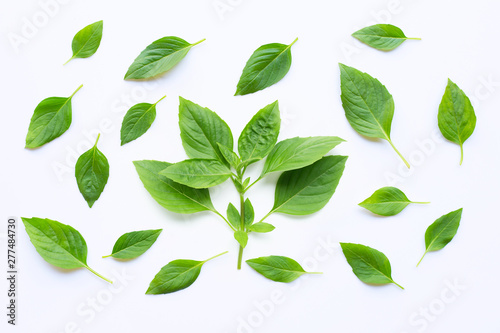Sweet Basil leaves on white