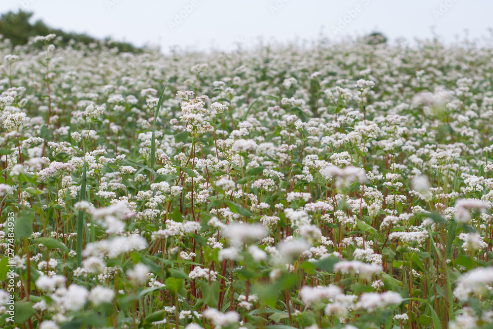 Green field of white flowers Green field of white flowers