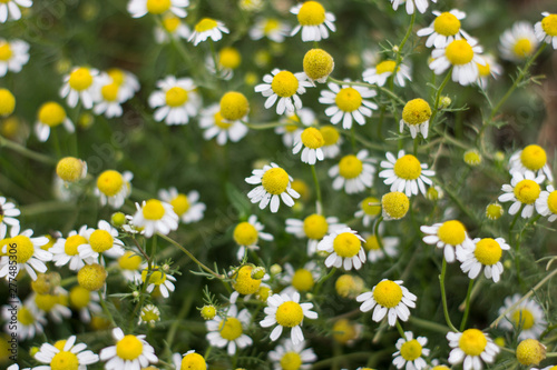 Chamomile flowers in the garden. Top view © Анатолий Савицкий