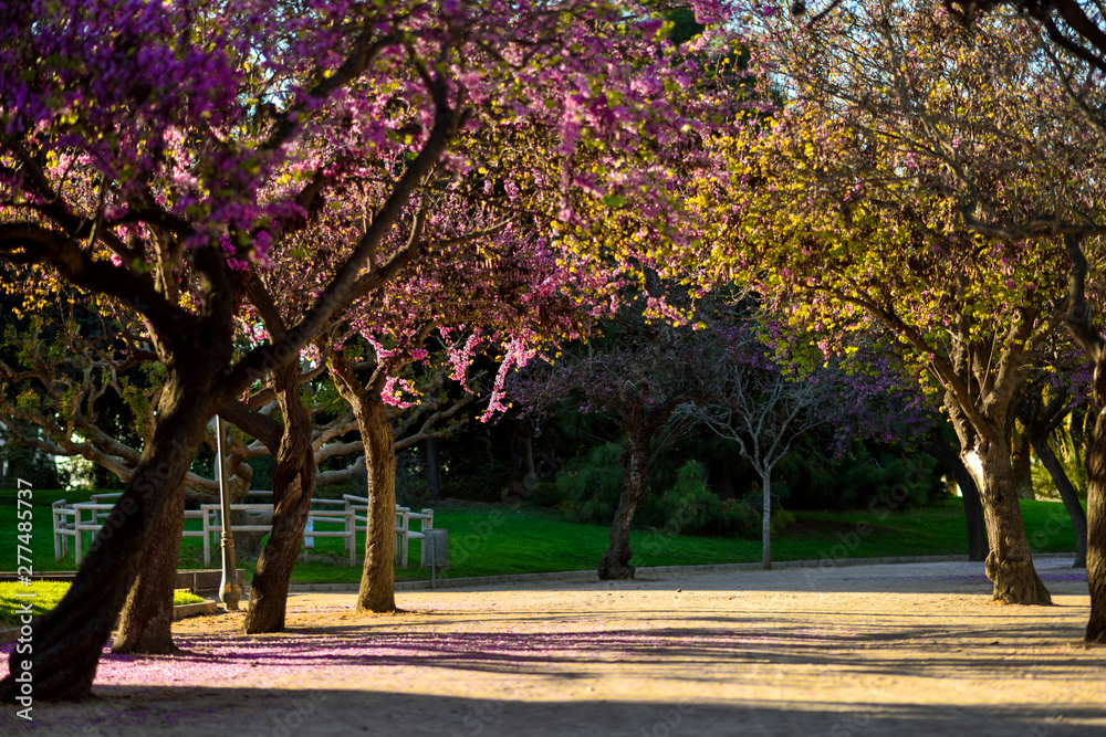 Valencia, Spain: 03.18.2019; The spring blooming way in the park