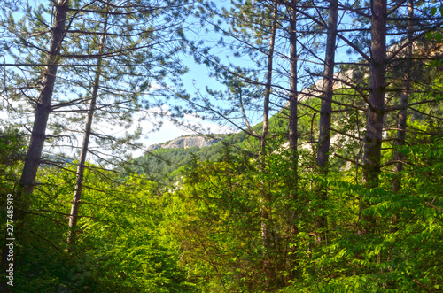 Beautiful panorama of mountain in green forest over blue sky and trees