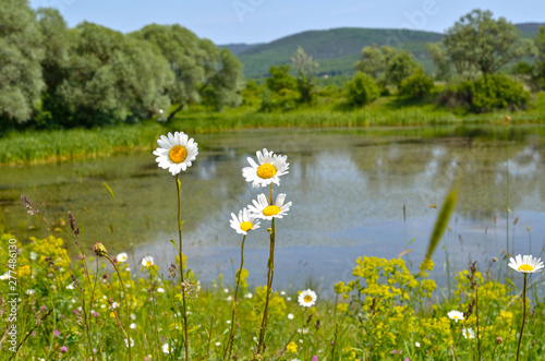 Fototapeta Naklejka Na Ścianę i Meble -  Close up of chamomile in grass near lake in summer