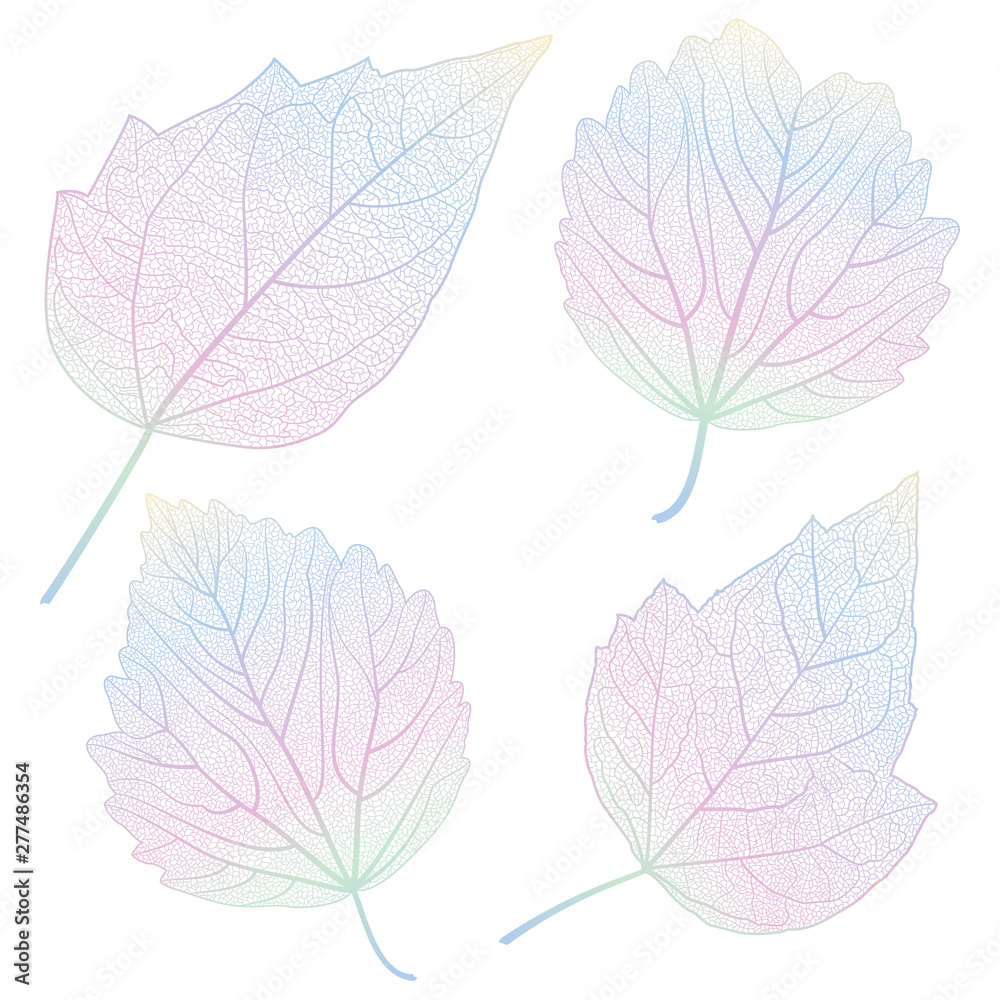 Obraz premium Set leaves hibiscus on white. Vector illustration.