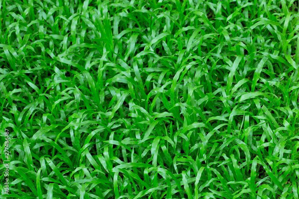 Green grass with pebbles or stone in garden.