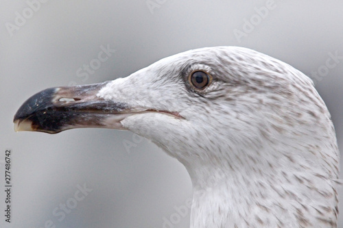 Great Black-backed Gull (Larus marinus), portrait shot of a juvenile, Newlyn Harbour, Cornwall, England, UK. photo