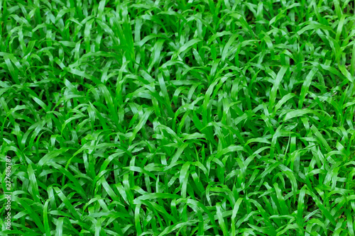 Green grass with pebbles or stone in garden.