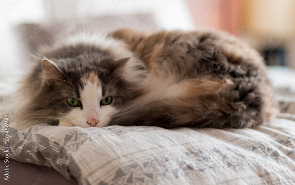 long haired bitza cat on a white and grey quilt