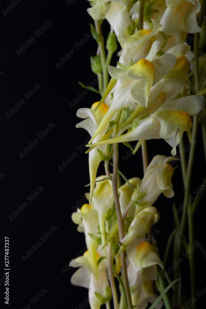 Obraz premium Summer wildflowers on a dark background. Selective focus. Shallow depth of field