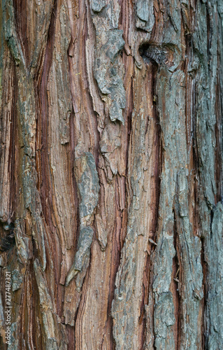 pine tree bark texture background - vertical photograph