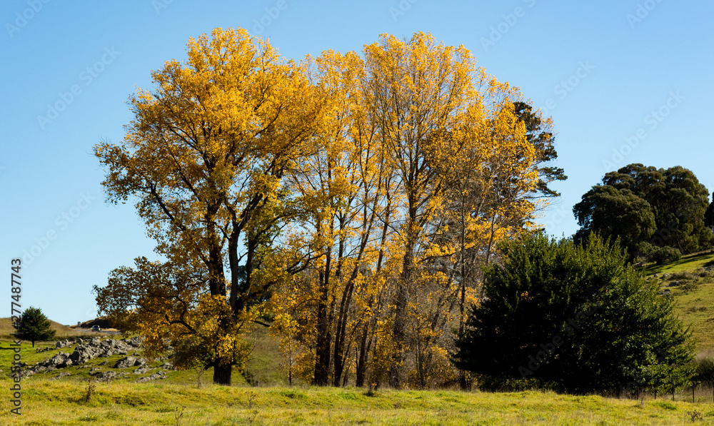 Yellow autumn trees 
