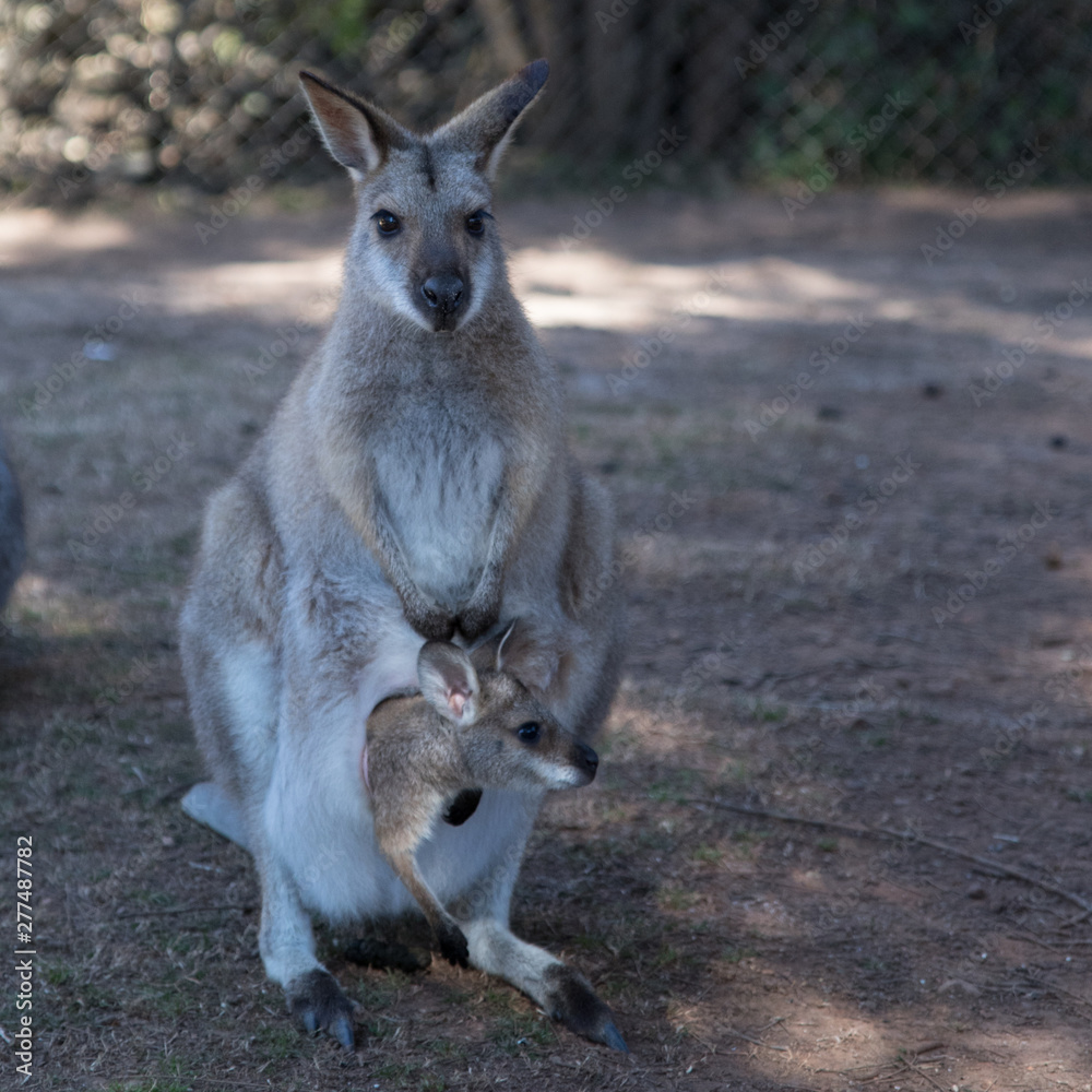 Wallaby with Joey 