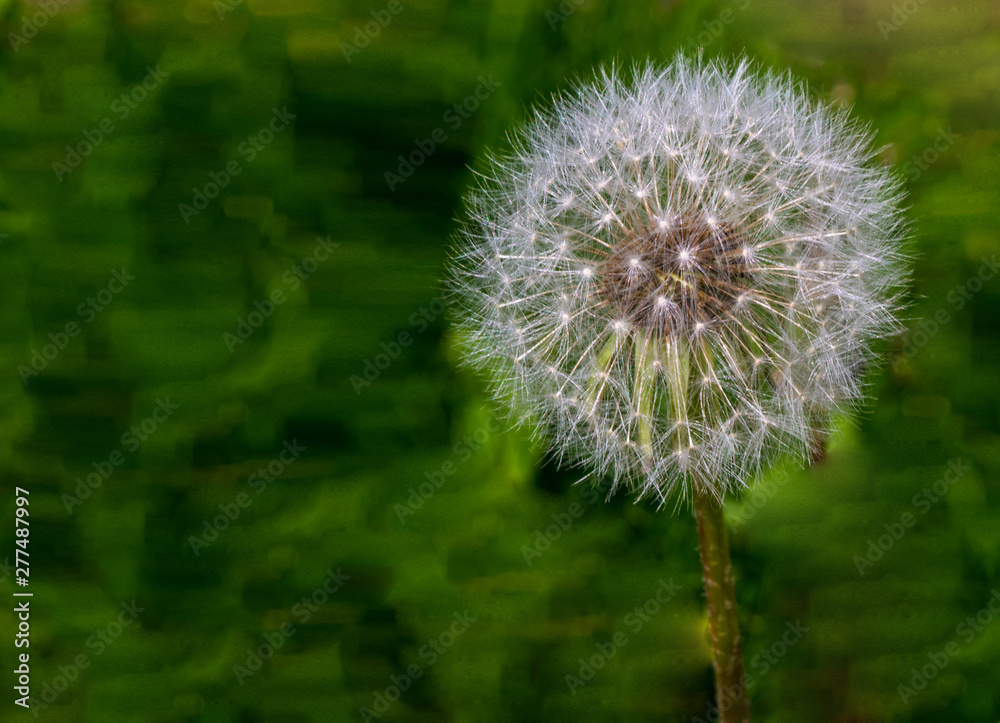 one dandelion clock isolated from the blurry green natural background