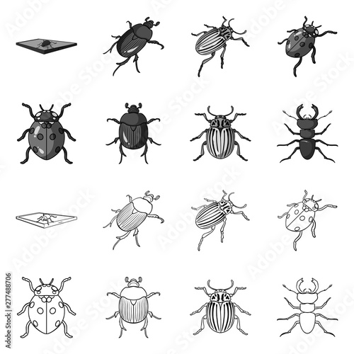 Vector design of insect and beetle sign. Set of insect and halloween vector icon for stock.