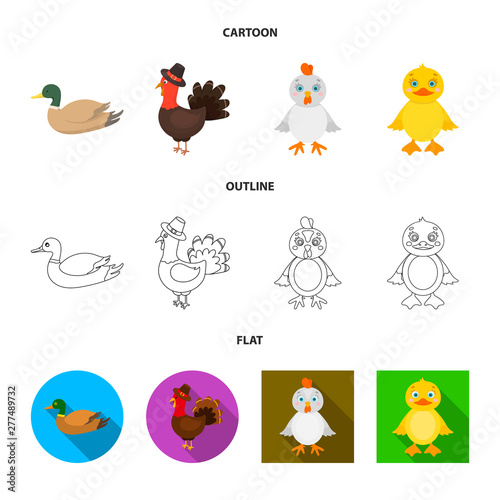 Vector illustration of funny and poultry icon. Set of funny and farming vector icon for stock.