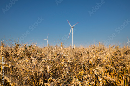 Wind turbines in a wheat field with blue sky