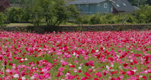 Poppy flower field garden in pink color