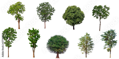 The collection set of trees Isolated on a white background, large images are suitable for all types of art work and print. © Choo