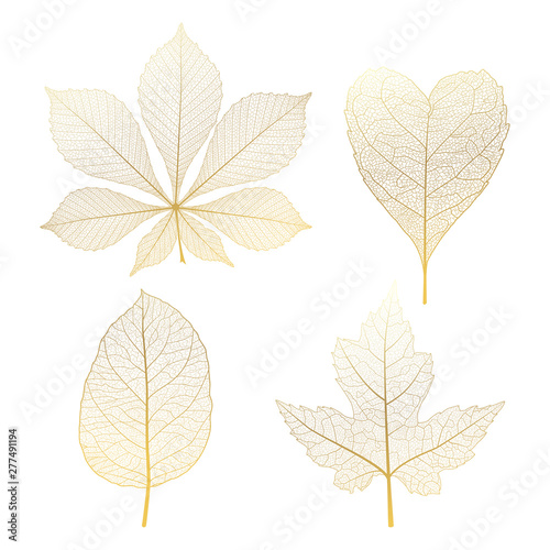 Set gold autumn leaves on white. Vector illustration.