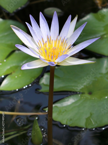 Water lily in a lake close-up view  