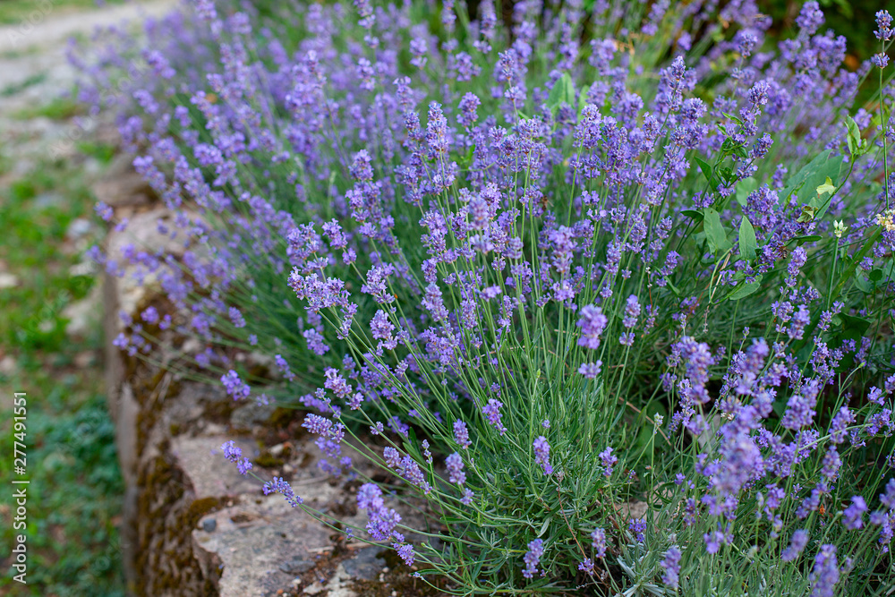 Obraz premium lavender bush growing on a stone wall