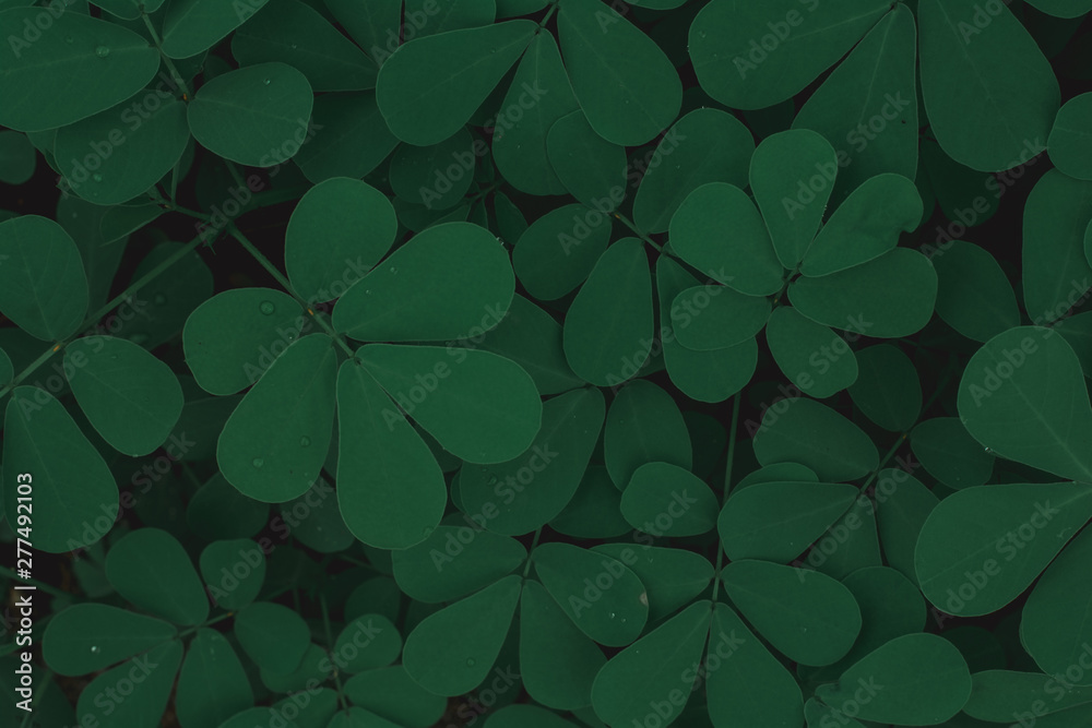 Top view Green leaves with water drop in garden for background. Vintage tone. Top view Green leaves with water drop in garden for background. Vintage tone.