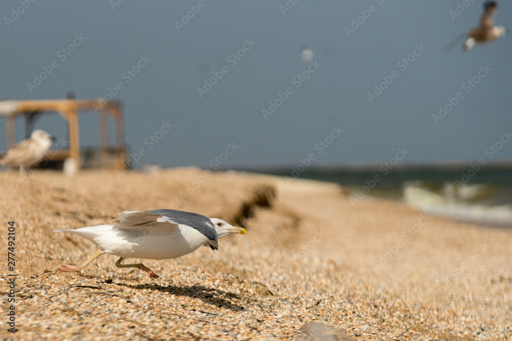 Obraz premium bird on the beach