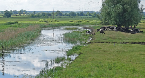 Cows at a watering place by the river in summer