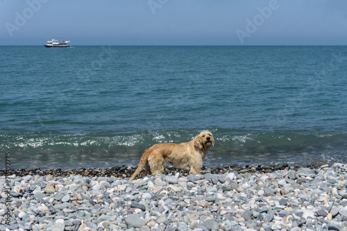 Fototapeta Naklejka Na Ścianę i Meble -  street vagabond, stray dog on the pebble beach of the Black Sea on a warm summer day after swimming