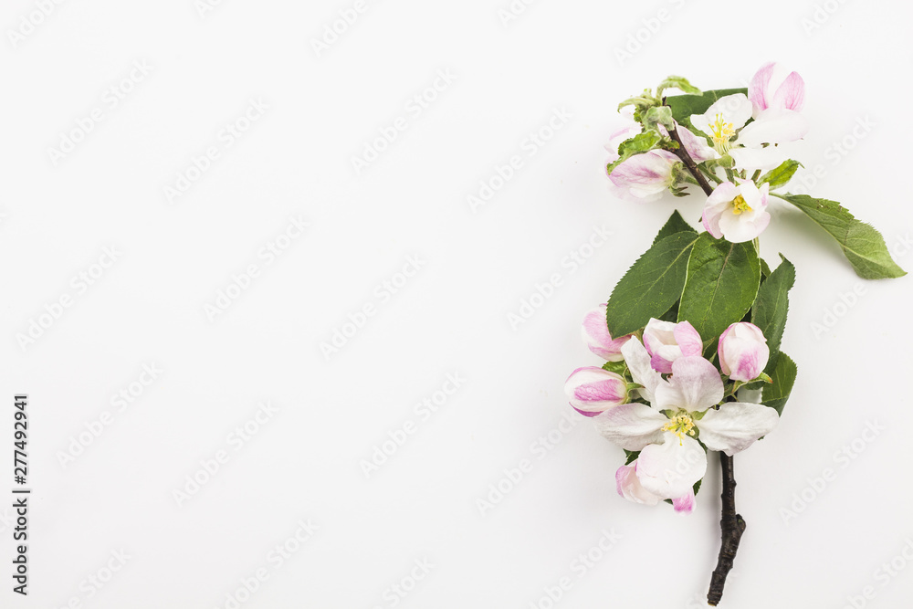 Fototapeta premium Top view of fresh flowers