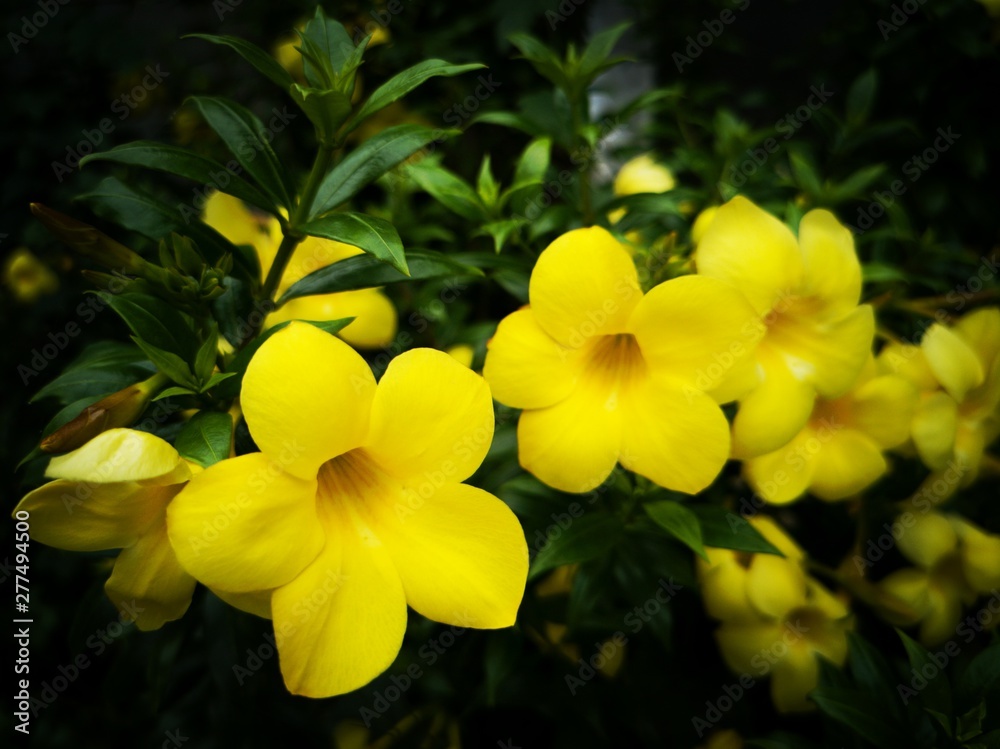 Obraz premium yellow flowers on a background