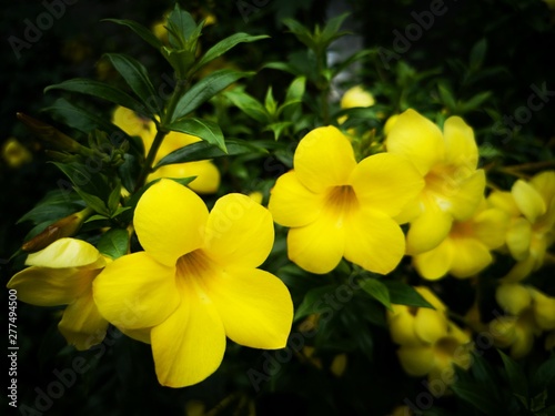 Fototapeta Naklejka Na Ścianę i Meble -  yellow flowers on a background