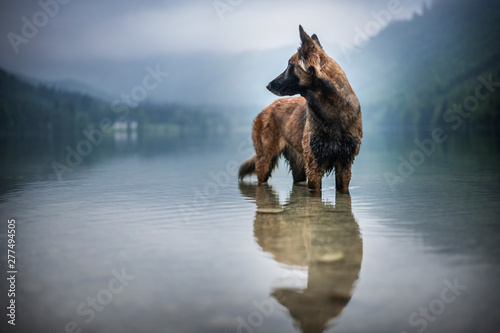 Obraz na plátne Belgian shepherd is standing in water
