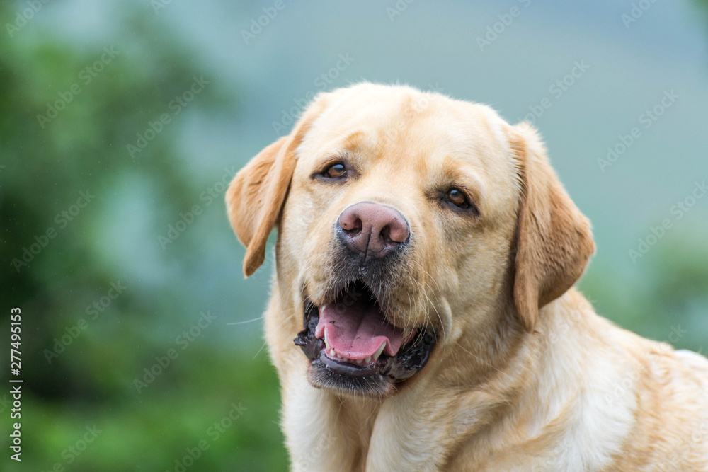 Retrato de un perro Labrador Retriever