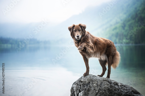 Fototapeta Naklejka Na Ścianę i Meble -  Mixed breed dog is standning on a rock in a beautiful landscape bewteen mountains. Dog at the lake with a foggy mood.