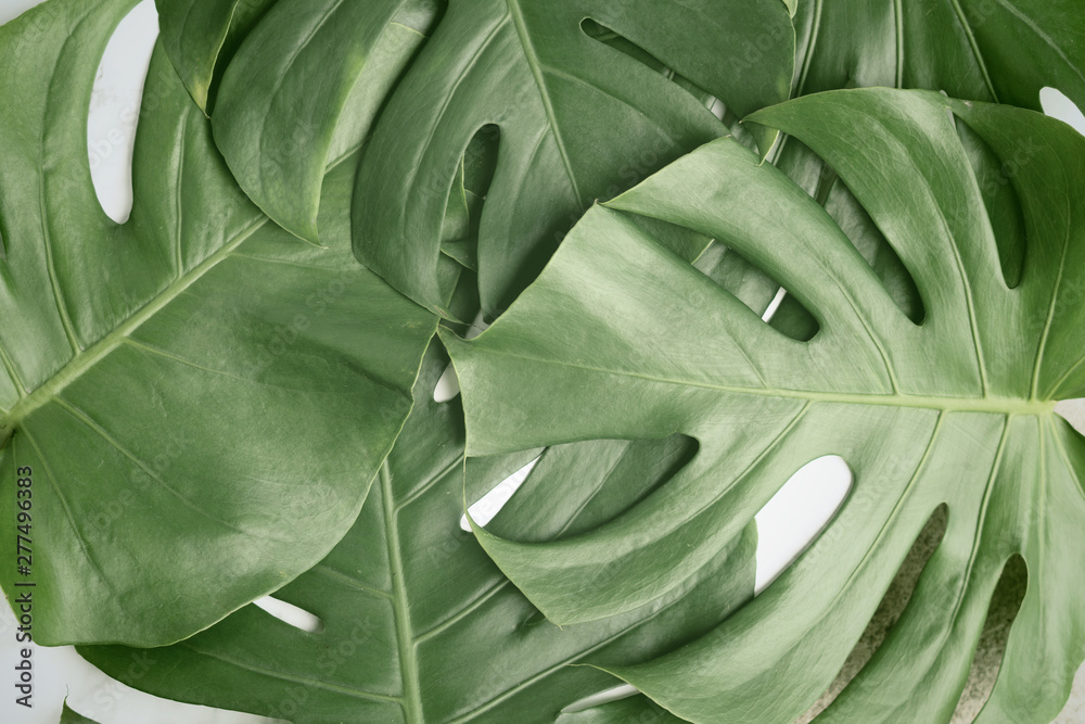 Fototapeta premium Isolate Dark green Monstera large leaves, philodendron tropical foliage plant growing in wild on white background with clipping path concept for flat lay summer greenery leaf texture rainforest floral