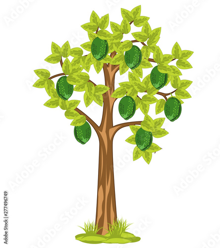 Vector illustration tree with fruit of the fruit lime