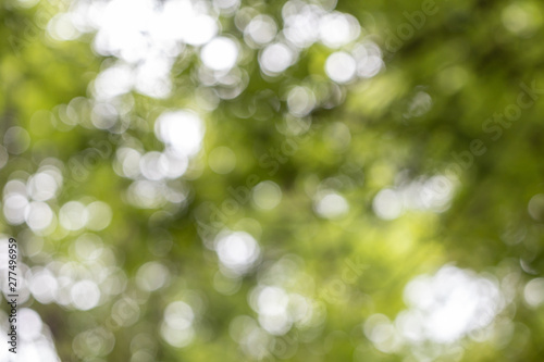 Selective focus bokeh in nature background.Green color blurred abstract background.