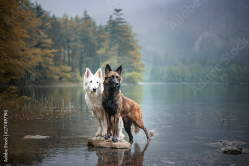Berger blanc suisse and belgian shepherd at a rock in a beautiful landscape bewteen mountains. Two dogs at lake.
