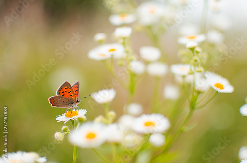 A colored butterfly on a flower in nature