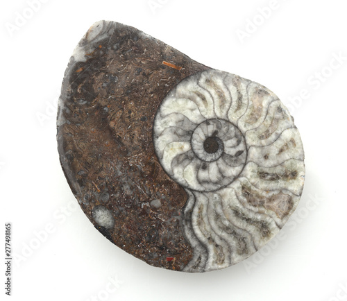 Ammonit, Fossil, Sagittalschnitt
