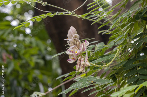  Kan Pai Mahidol flower is a type of vine named Afgekia mahidolae Burtt et Chermsir.A White and purple flower in Thailand. photo