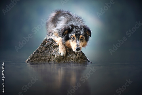 Australian shepherd is lying at a rock in a beautiful landscape bewteen mountains. Dog at the lake with foggy mood.