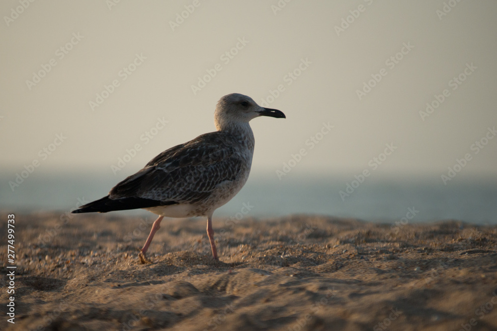 seagull on the beach seagull on the beach